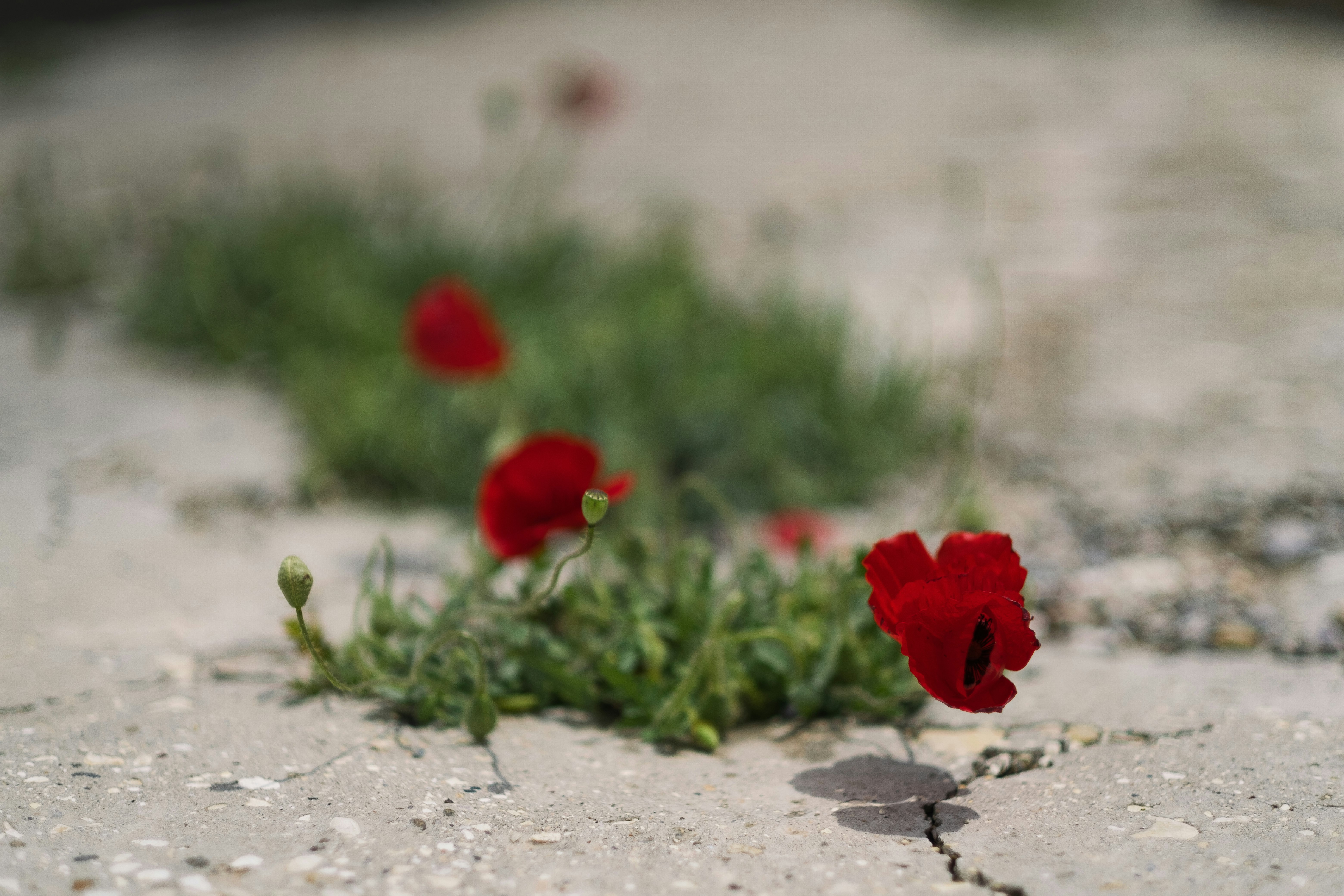 red flower on gray concrete floor